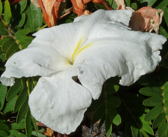 Siphonochilus rhodesicus