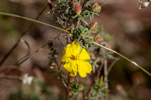 Hibbertia riparia iNat (1)
