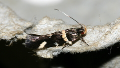 Macrobathra alternatella