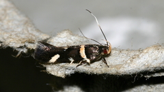 Macrobathra alternatella