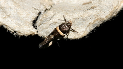 Macrobathra alternatella