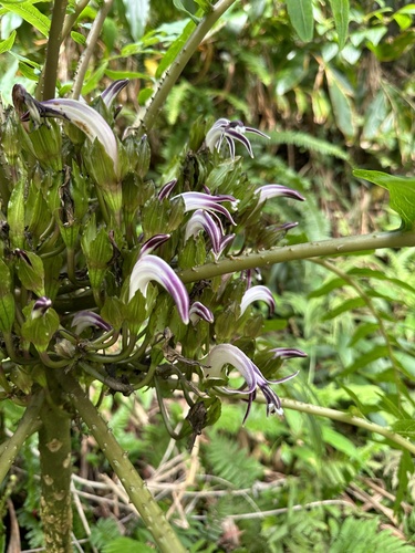 Cyanea grimesiana