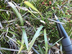 Carex talbotii