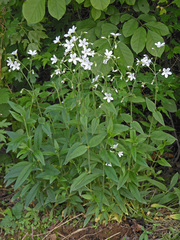 Cerastium pauciflorum