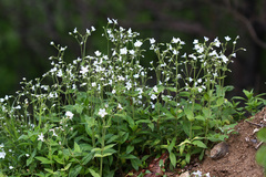Cerastium pauciflorum