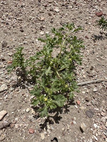 Image of Euphrosyne nevadensis by (c) Matt Berger, some rights reserved (CC BY)
