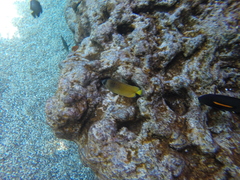 Chaetodon