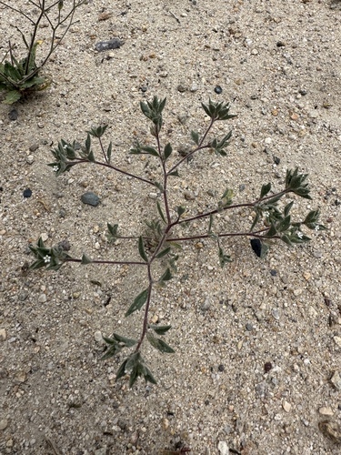 Image of Loeseliastrum depressum by (c) Matt Berger, some rights reserved (CC BY)