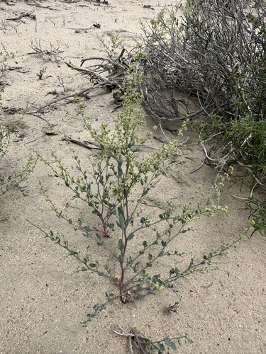 Image of Chenopodium nevadense by (c) Matt Berger, some rights reserved (CC BY)