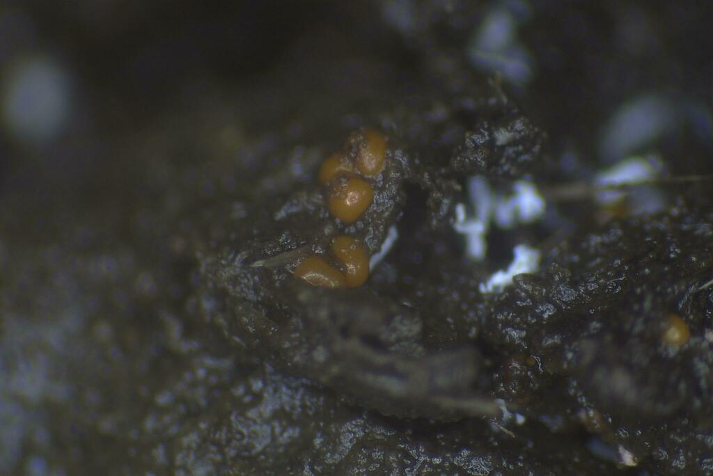 Perichaena luteola