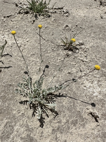 Image of Artemisia potentilloides by (c) Matt Berger, some rights reserved (CC BY)