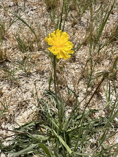 Image of Crepis runcinata by (c) Matt Berger, some rights reserved (CC BY)