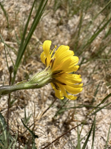 Image of Crepis runcinata by (c) Matt Berger, some rights reserved (CC BY)