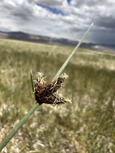 Image of Amphiscirpus nevadensis by (c) Matt Berger, some rights reserved (CC BY)