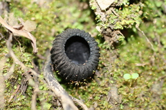Plectania rhytidia