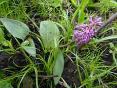 Ledebouria sandersonii