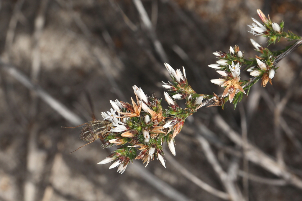 Sisyromyia vittata