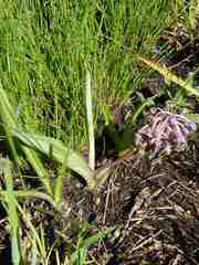 Ledebouria sandersonii