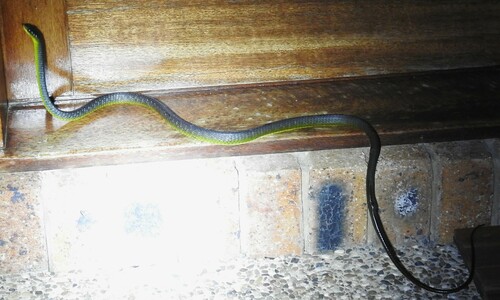 Common Tree Snake sighting