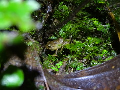 Pristimantis gladiator