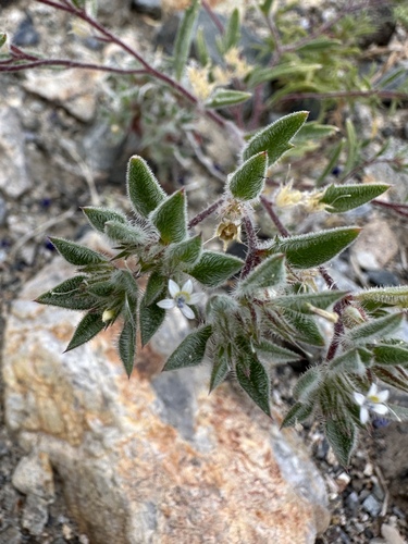 Image of Loeseliastrum depressum by (c) Matt Berger, some rights reserved (CC BY)