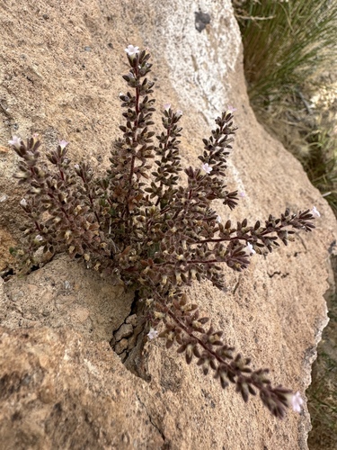 Image of Phacelia saxicola by (c) Matt Berger, some rights reserved (CC BY)