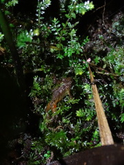 Pristimantis gladiator