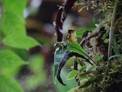 Pristimantis ganonotus