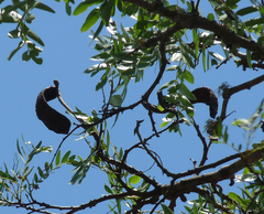 Brachystegia longifolia