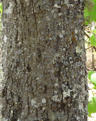 Brachystegia longifolia