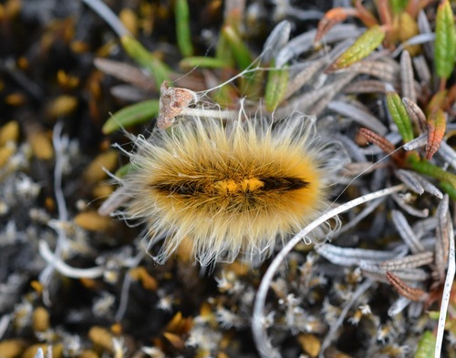 Arctic Woolly Bear Moth