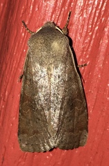 Orthosia hibisci