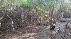 Rhizophora mucronata
