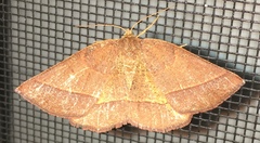Metarranthis obfirmaria