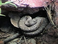 Crotalus willardi obscurus