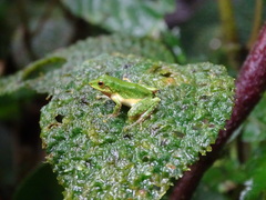 Pristimantis ganonotus