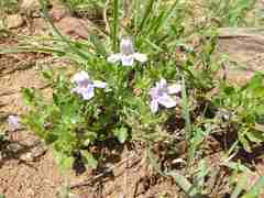 Asystasia atriplicifolia