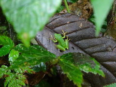 Pristimantis ganonotus