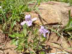 Asystasia atriplicifolia