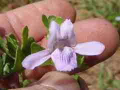 Asystasia atriplicifolia