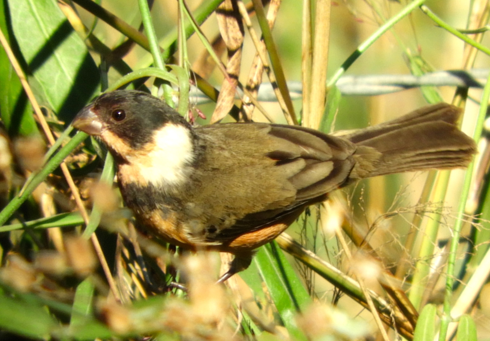 Cinnamon-rumped Seedeater illustration
