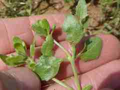 Asystasia atriplicifolia