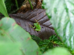 Pristimantis ganonotus