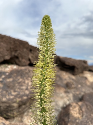 Image of Thelypodium laciniatum by (c) Matt Berger, some rights reserved (CC BY)
