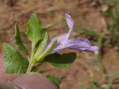 Asystasia atriplicifolia