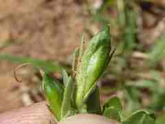 Asystasia atriplicifolia