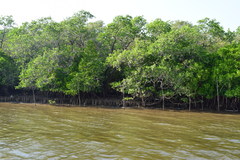 Rhizophora mucronata