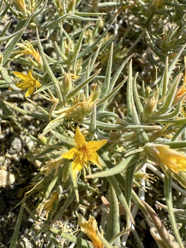 Image of Mentzelia torreyi by (c) Matt Berger, some rights reserved (CC BY)