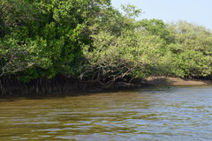 Rhizophora mucronata
