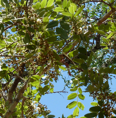 Pericopsis angolensis